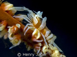 "Coral Shrimp" from Raja Ampat, West Papua by Henry Jager 